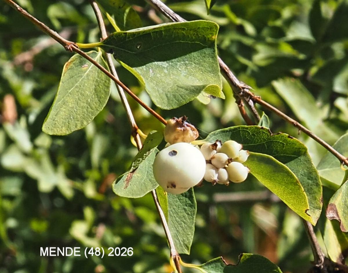 Snowberry fruit